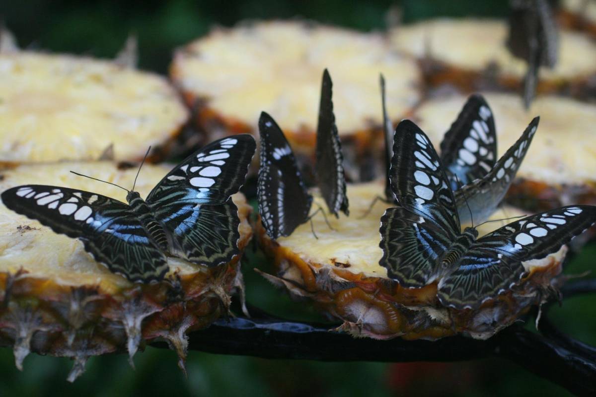 Butterfly Garden