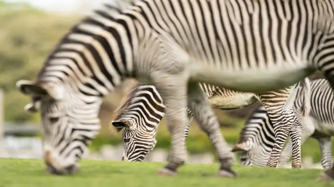 3_Marwell Zoo