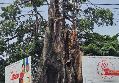 Cotton Tree