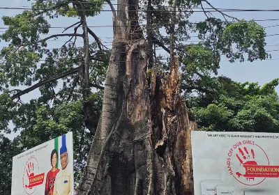 Cotton Tree