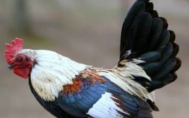 Tanglewood Farm Miniatures