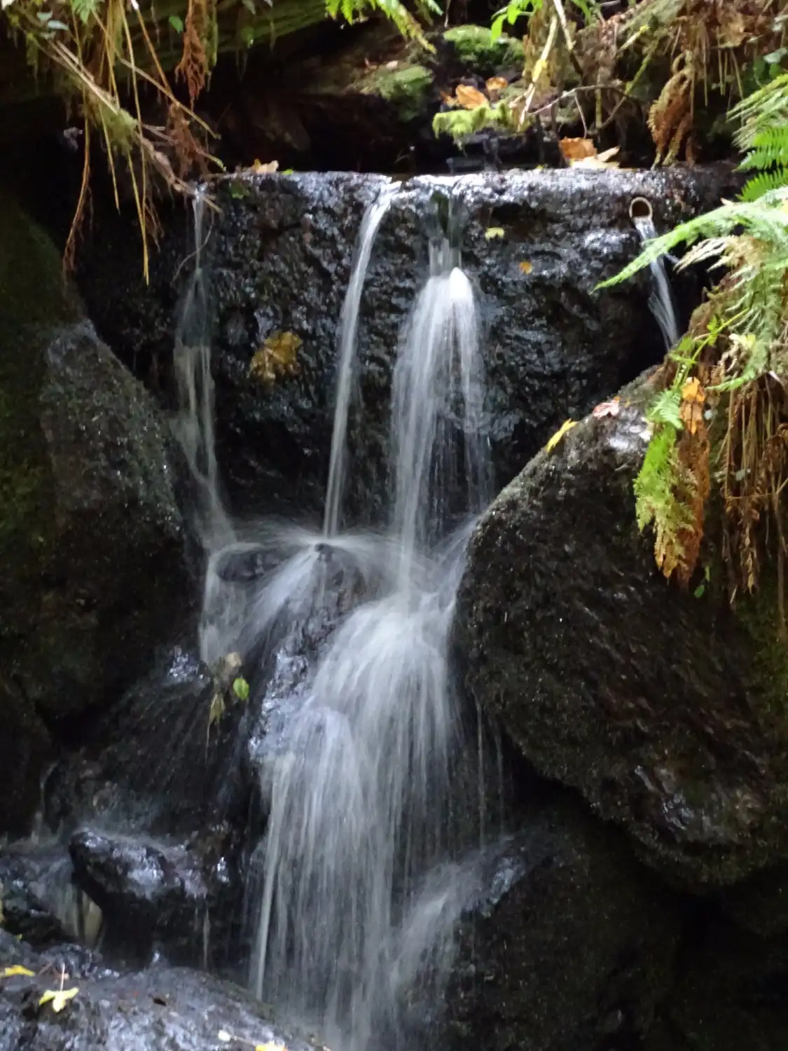 Hotels near Prairie Creek Redwoods State Park