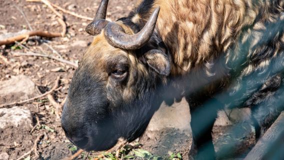 Royal Takin Preserve Motithang