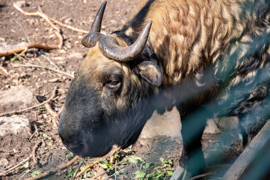 Royal Takin Preserve Motithang