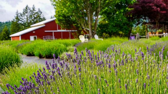 Hood River Lavender Farms