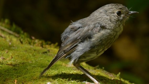Sanctuary Mountain - Maungatautari