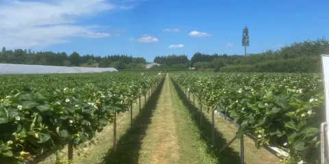 Copas Farms Pick Your Own fruit farm