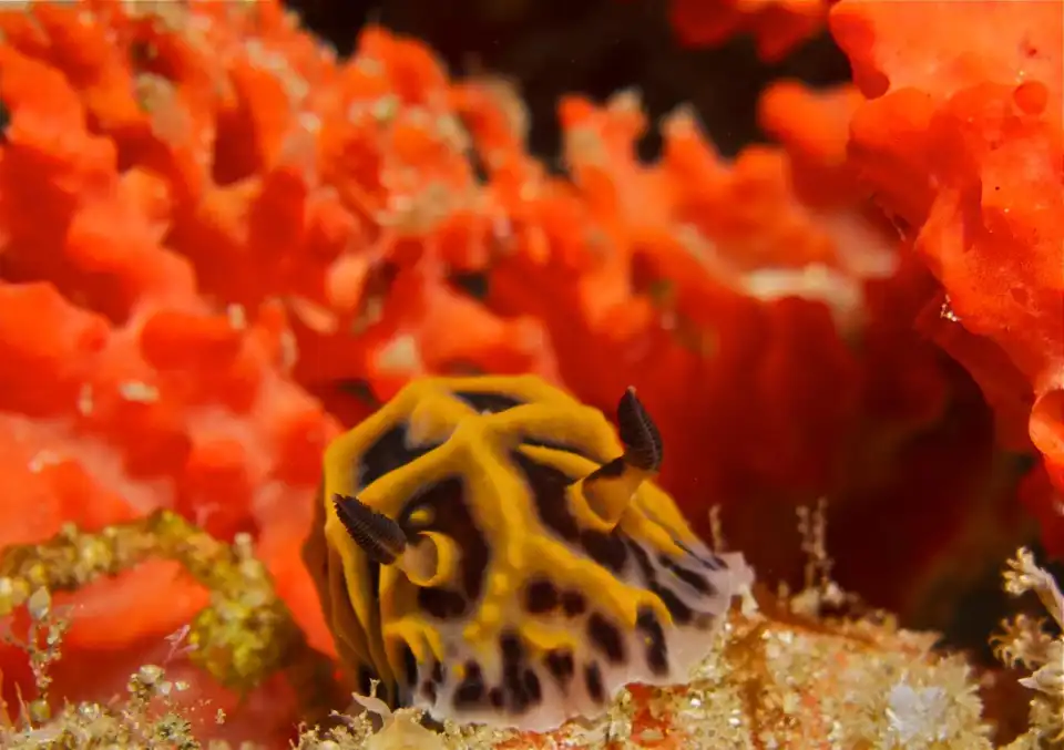 4_Amoray Diving