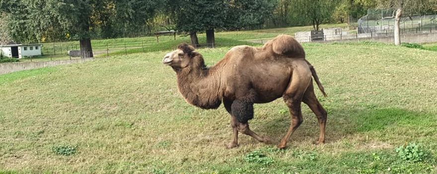 Zoo Osijek