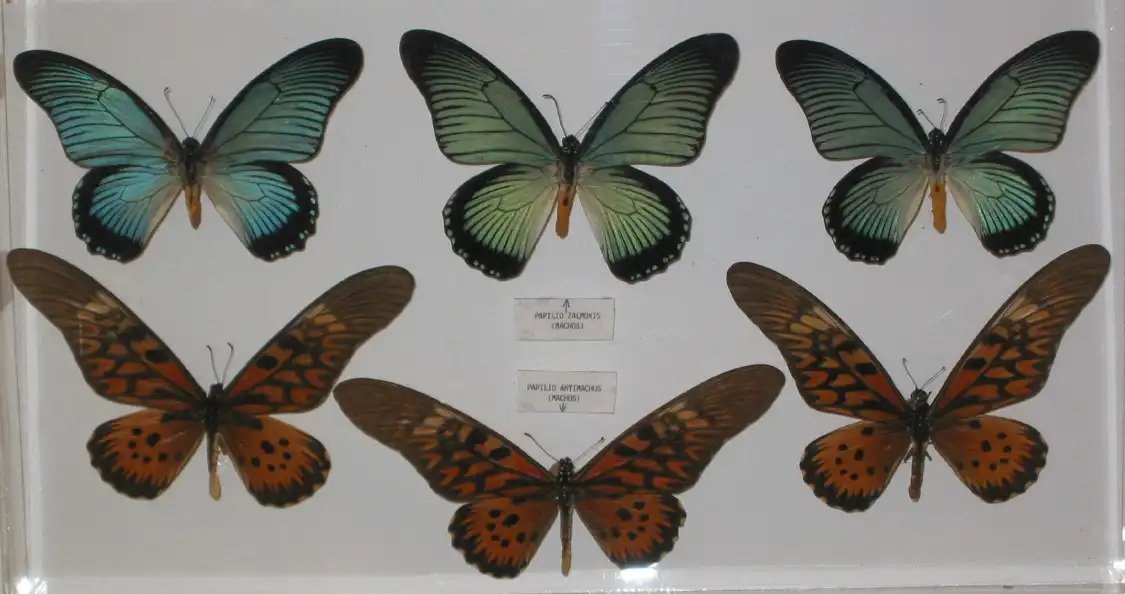 Hotels near Museo Mariposas del Mundo