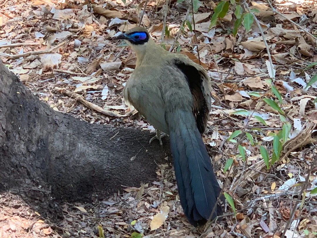 4_Kirindy Mitea National Park