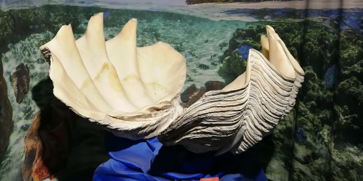 Magical World of Shells Museum