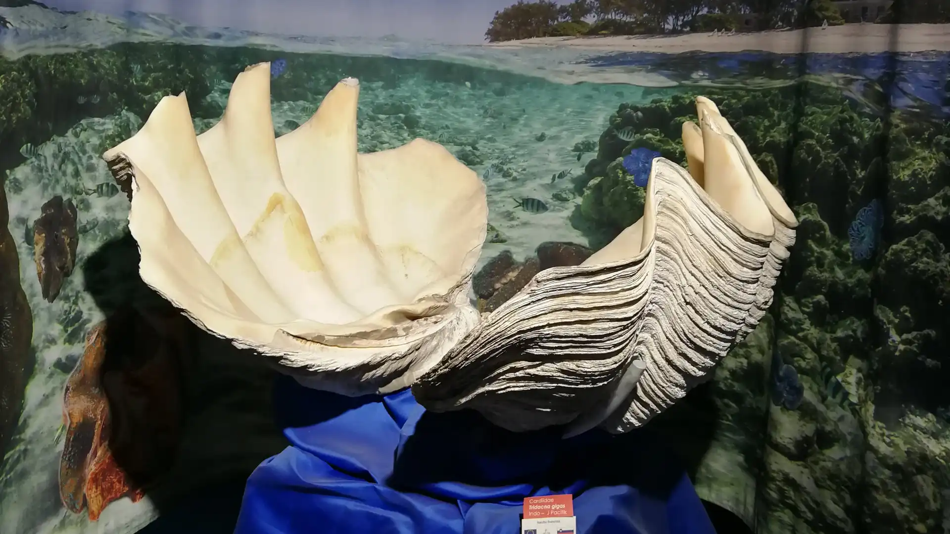 Hotels near Magical World of Shells Museum