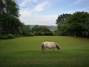 Dayspring Animal Farm
