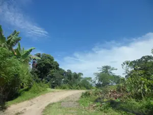 Bah Damanik