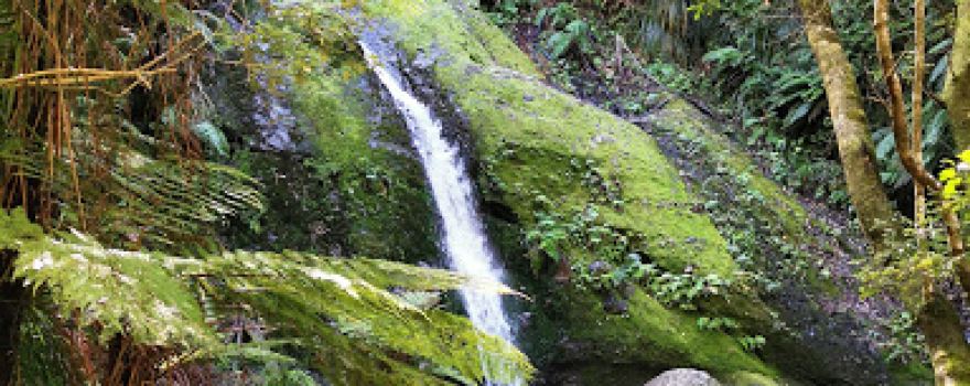Moss Creek Track