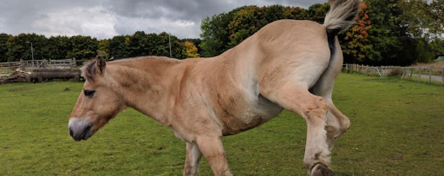 Catterick Garrison Saddle Club