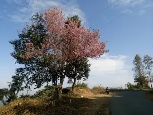 Mokokchung–Mariani Rd Viewpoint