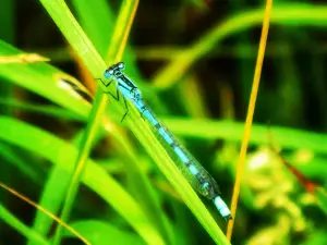 Wasservogelreservat Northeimer Seenplatte