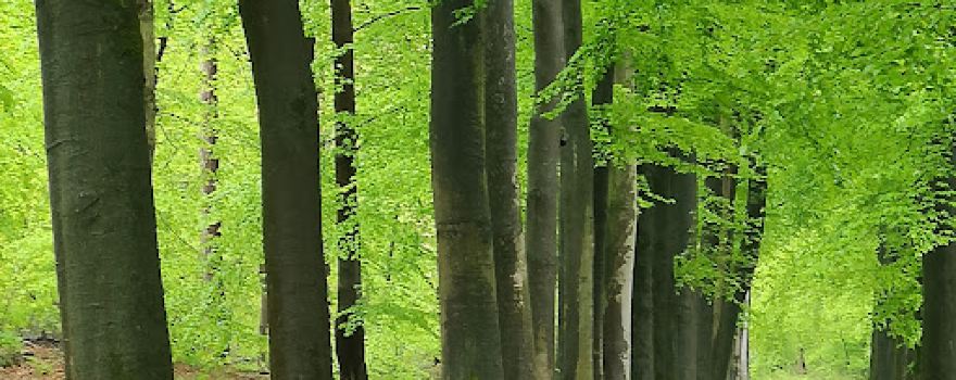 Het harde