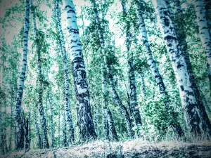 Park Pobedy