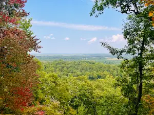 Castle Mound Pine Forest