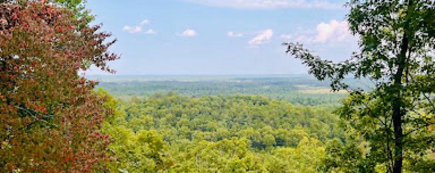 Castle Mound Pine Forest