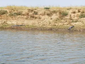 Crocodile Sanctuary Chambal River Palighat