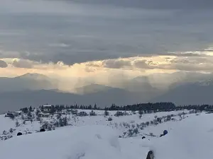 İl Çevre Ve Orman Müdürliğü Karayolu Ağaçlandırması