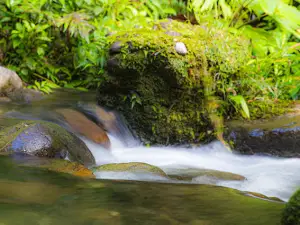 Reserva De Bosque Tropical Hola Vida