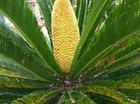 Nixon - Smiley Livestock Showbarn