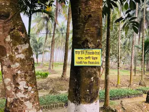 Feni Coconut Garden