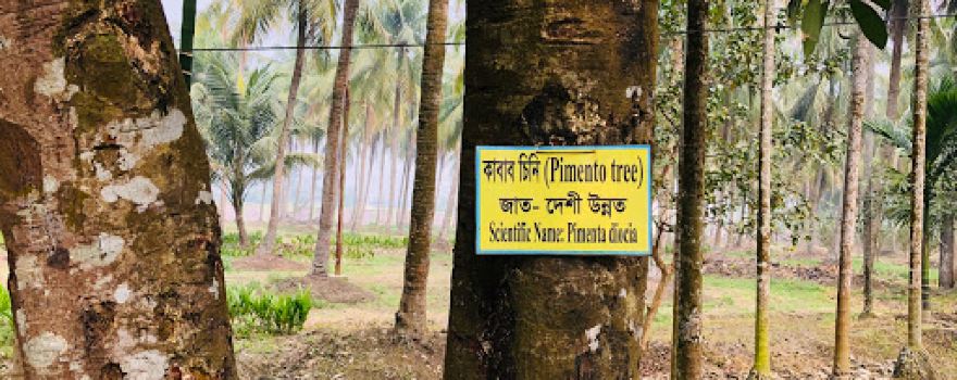 Feni Coconut Garden