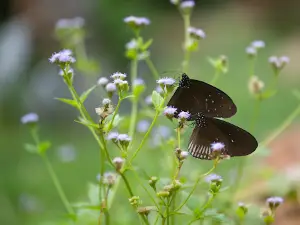 Butterfly Mineral Lick