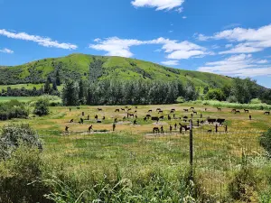 Patit Creek Campsite