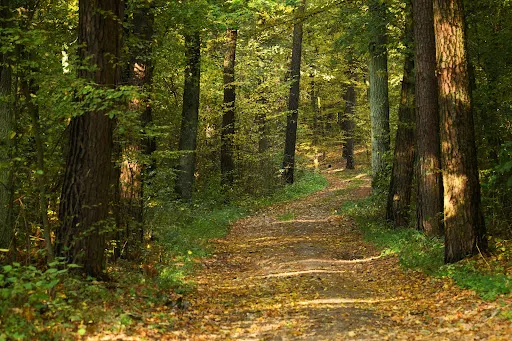 馬佐夫舍地區馬庫夫