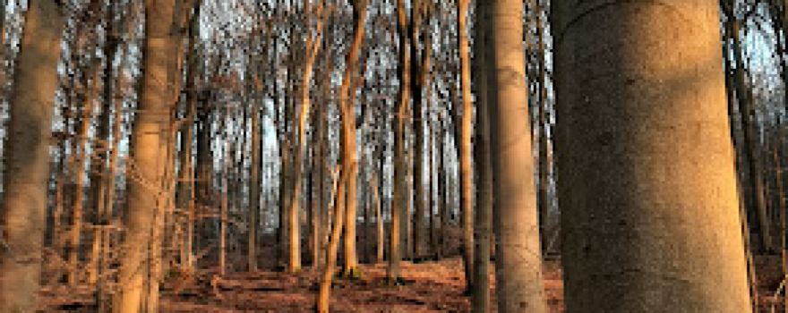 Dreienberg bei Friedewald