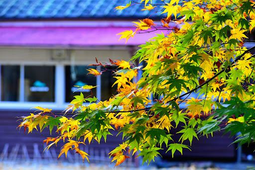 Compare 5 airports near Shikokuchuo