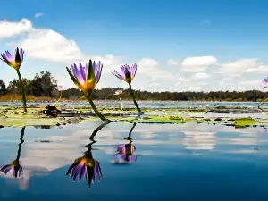 Everglades Eco Safaris River Cruise Noosa