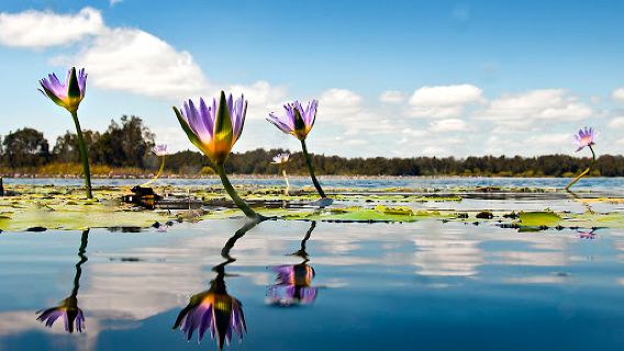 Everglades Eco Safaris