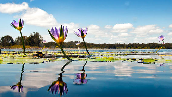 Everglades Eco Safaris River Cruise Noosa