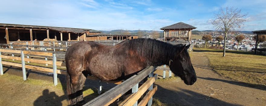 Streichelzoo Diakonie Linzerberg