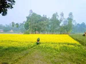 Tea Garden
