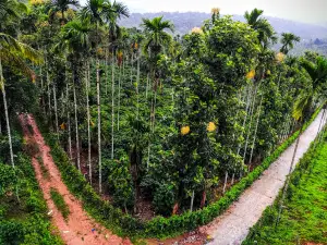 Wayanad Cricket Stadium