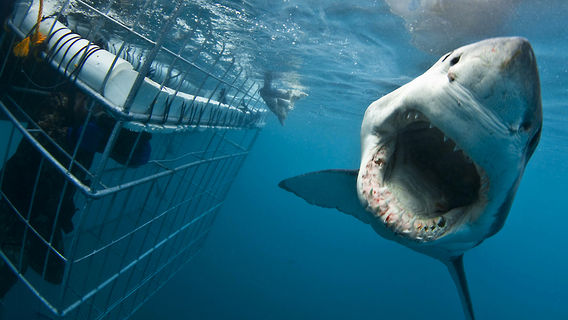 Shark Divers