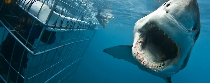 Shark Divers