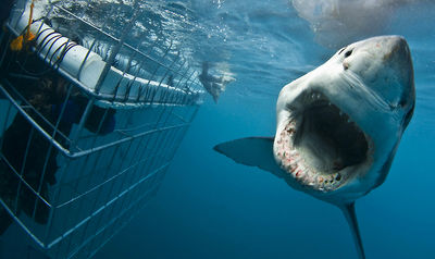 Shark Divers