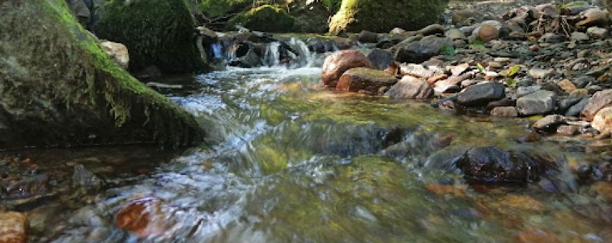 Frog's Stone