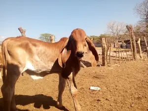 Cancha de fútbol El Coyolito