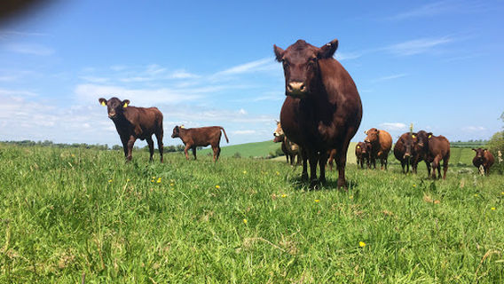 Shalvanstown Organic Farm